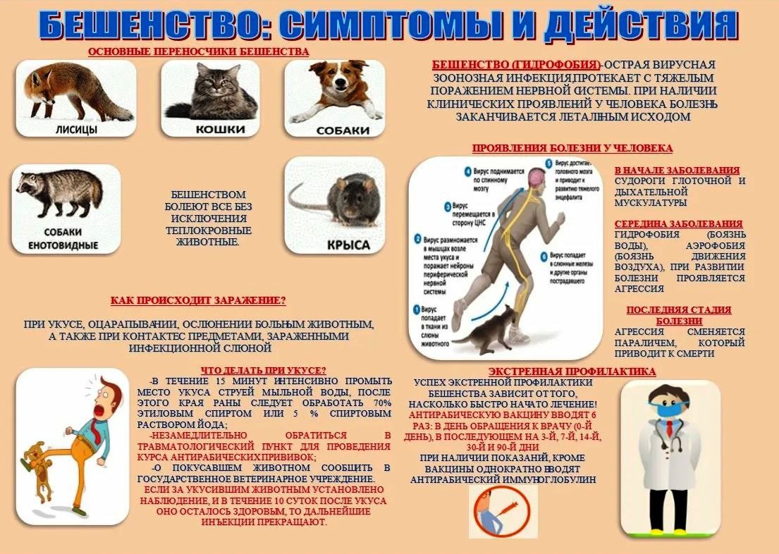 Бешенство: симптомы и действия