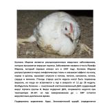 Фотодокумент 77